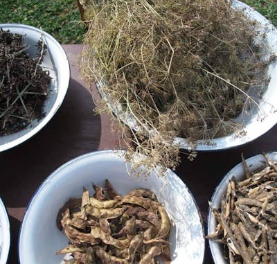 Sustainable Replanting by Samoeng Organics & Maa Organics