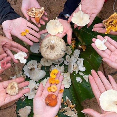 Healing Mushroom & Blue Lotus Dreamwork by Slowcombo x Tiny Tribes & Nalinee Diosara